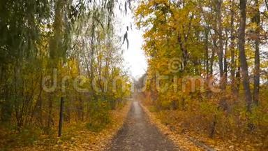 森林里美丽的道路.. 金色的秋天。 黄色的叶子。 慢镜头。 主观相机。 有摄像头。 高清高清